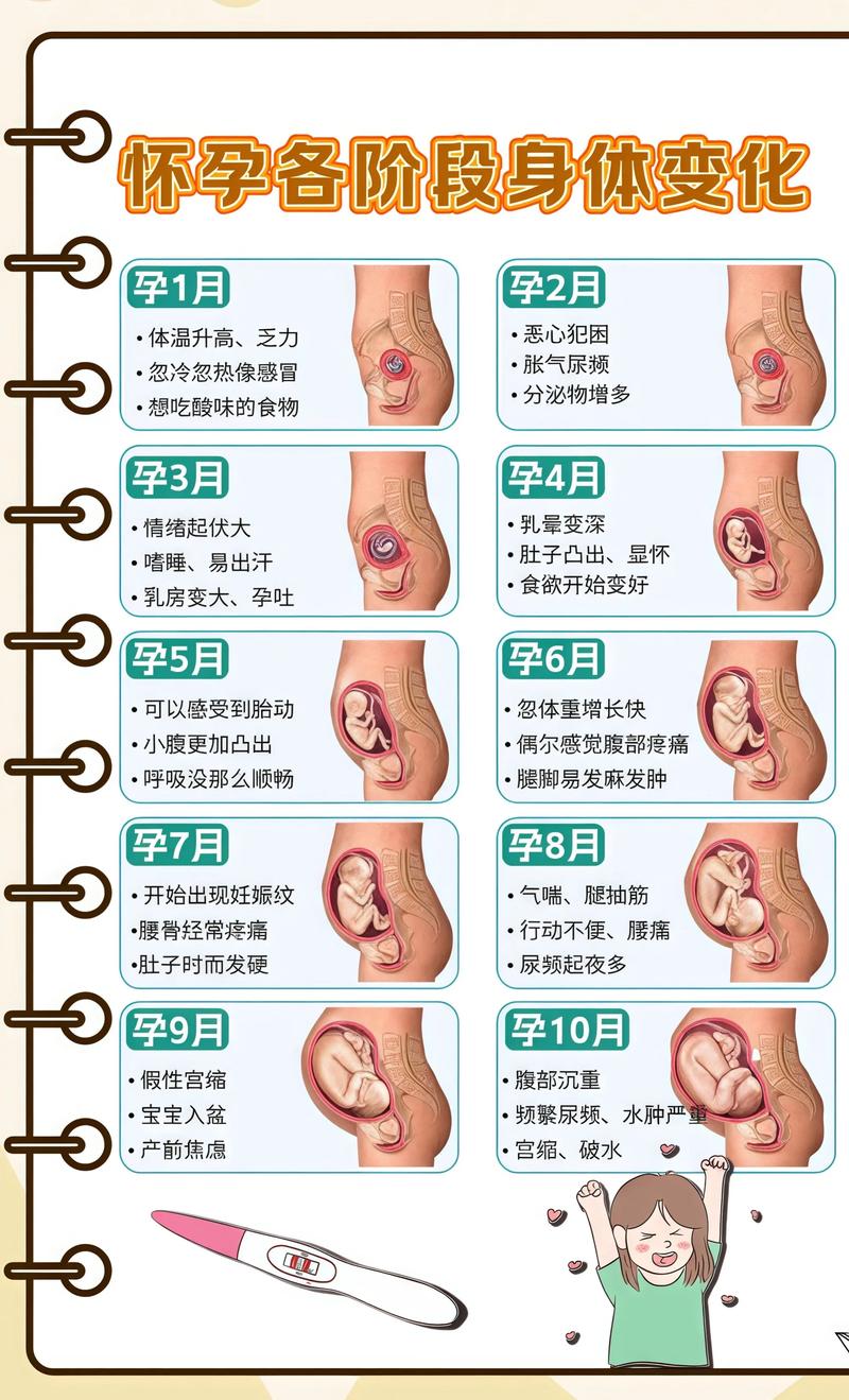 揭秘供卵代孕妈妈怀孕小腹分两节，孕期变化的奥秘梅州代生机构: